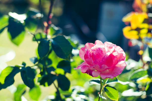 istock blooming pink rose flower 2198027680