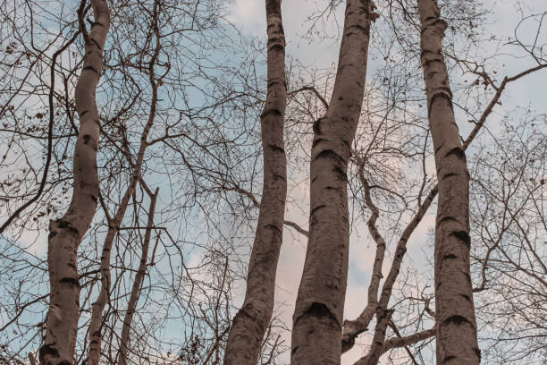 white paper birch trees reaching for the sky in winter with bare limbs branches nature landscape background