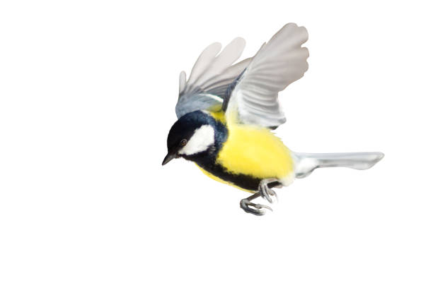 istock beautiful bird, titmouse in flight isolated on white 2198028329