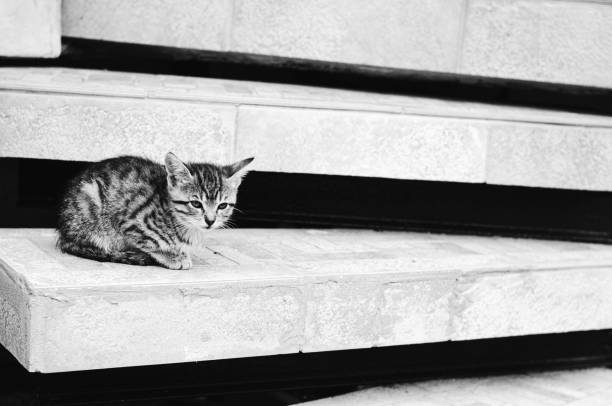 domestic cat waiting on the stairs, copy space
