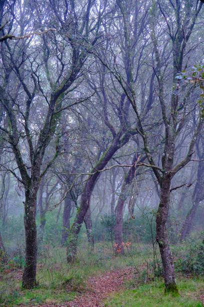 istock Enchanting fog enveloping serene oak forest 2198029476