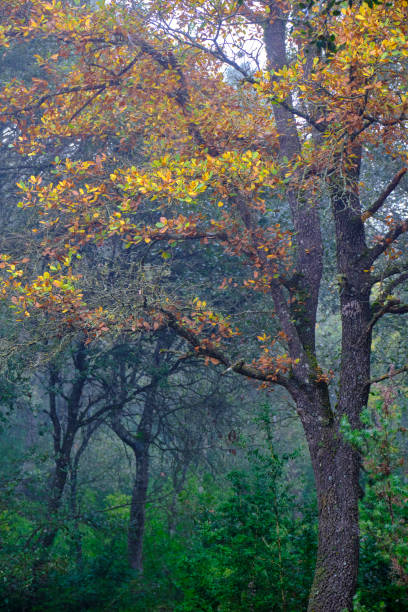 Tranquil fog enveloping an oak forest