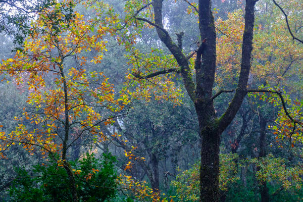 istock Misty morning in a serene oak forest 2198029506