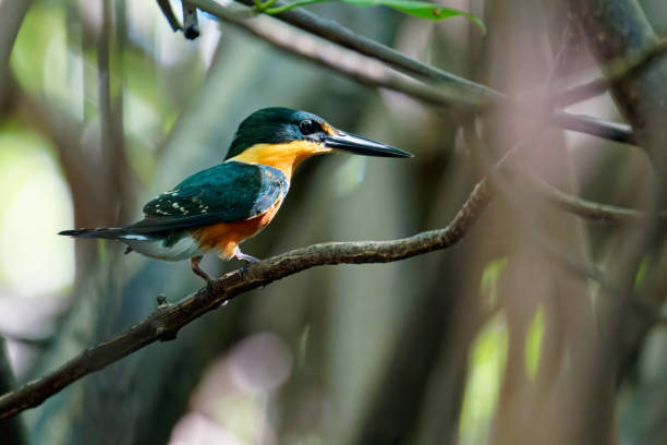 Mono malachite kingfisher looks ahead on post