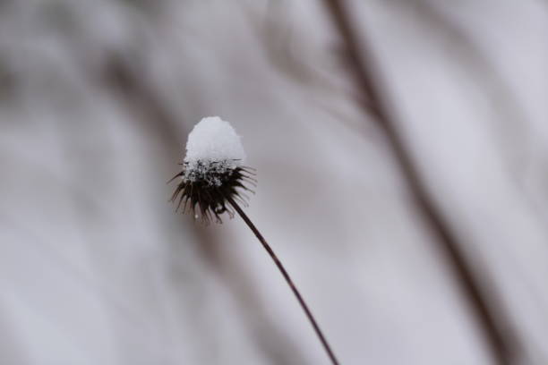 A dried flower with a snow cap