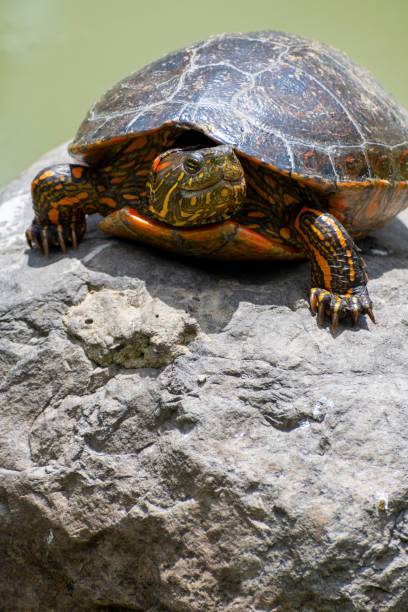 istock Hicotea turtle perched on a rock near tranquil water. 2198029890