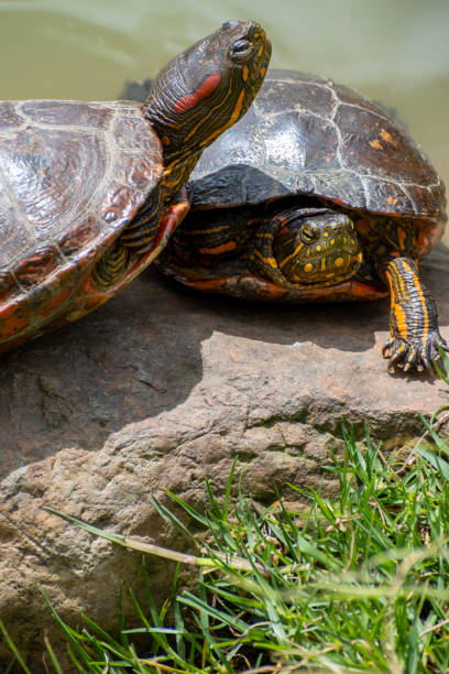 istock Two turtles resting on a rock amid natural outdoor setting 2198029896