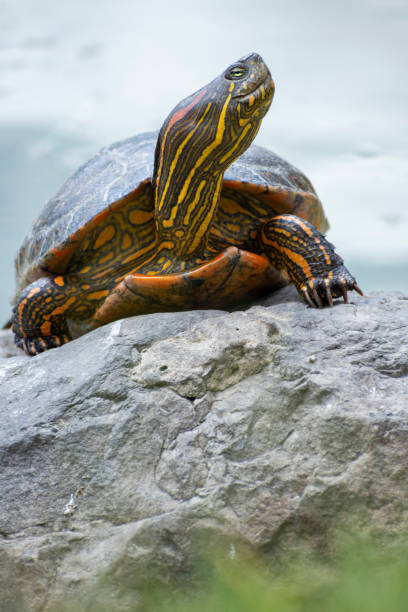 istock Painted turtle sunbathing on a rock by a calm waterside 2198029897