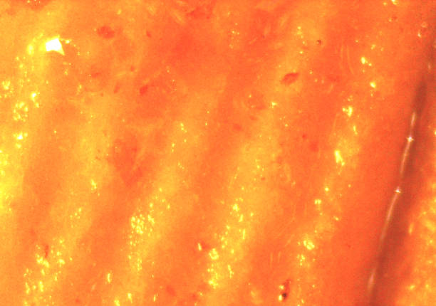 istock Raw carrots, food in detail. Image under the microscope, micro photography. Science, study and education. Multiple zoom, close-up. Scientific photography 2198030127