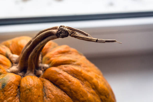 Pumpkin in dark setting. Thanksgiving Background