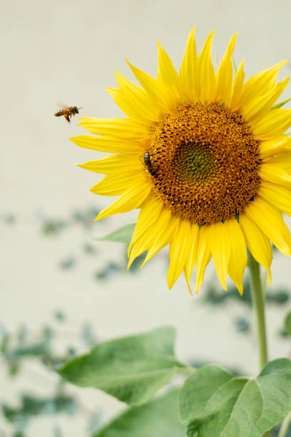 bees flying in yellow sunflower