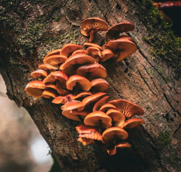 istock Orange mushrooms on a tree trunk 2198031742