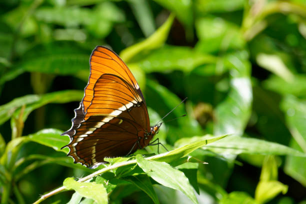 Butterflies flourish in central America