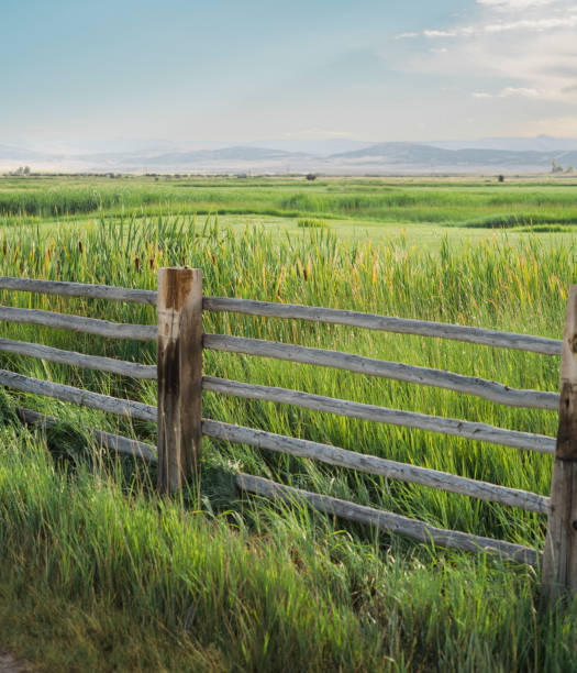 istock Tall Grass Field and Fence 2198032909
