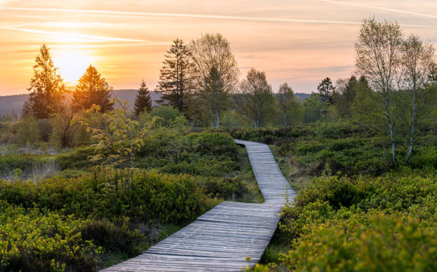 istock High Fens, Eifel, Belgium 2198033350