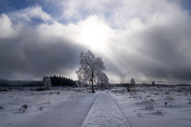 Panoramic landscape of High Fens during winter, Belgium, Europe