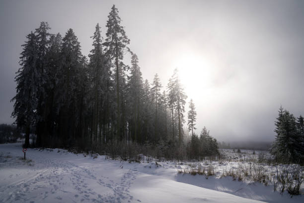 Panoramic landscape of High Fens during winter, Belgium, Europe