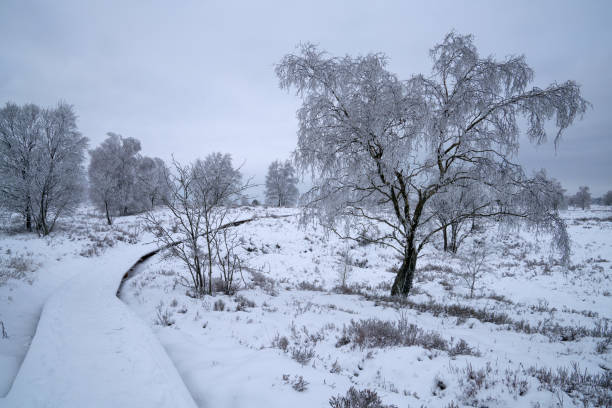 istock Wintertime in High Fens, Eifel, Belgium 2198033501