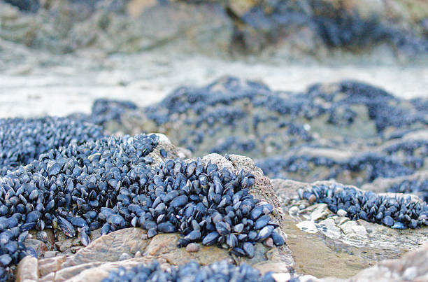 istock Close-up of wild mussel 2198034939