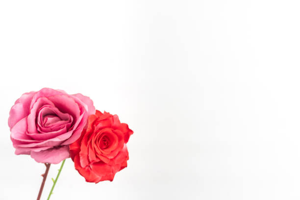 isolated red rose pink rose white background valentine love romance symbol negative text space