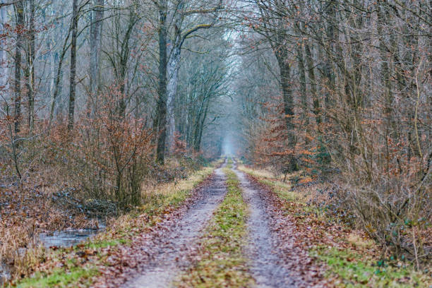 istock Forest in Germany und country road 2198036913