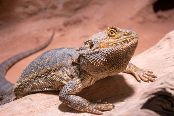 istock Bearded dragon (Bartagame) resting on a log in warm, sandy habitat 2198036973