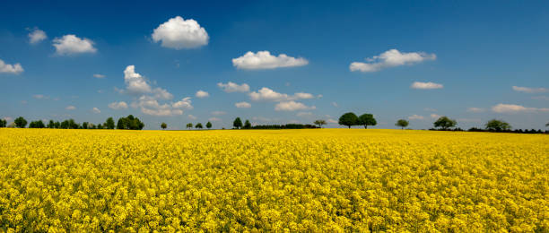 istock Rapeseed field in May on a sunny day 2198037261
