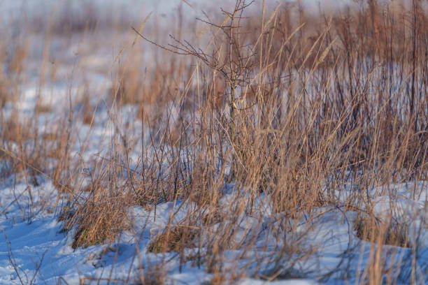 White snowdrifts with brown grass on a forest path in winter in Belarus