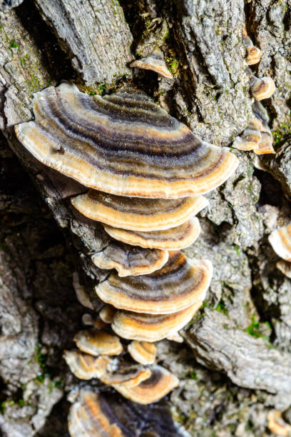 istock Polypore mushroom Trametes versicolor - tree mushroom on old rotten stump, Ukraine 2198038980