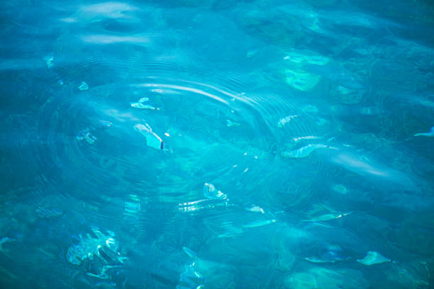 istock Crystal Blue Sea: A View of the Surface with Fish Below 2198039113