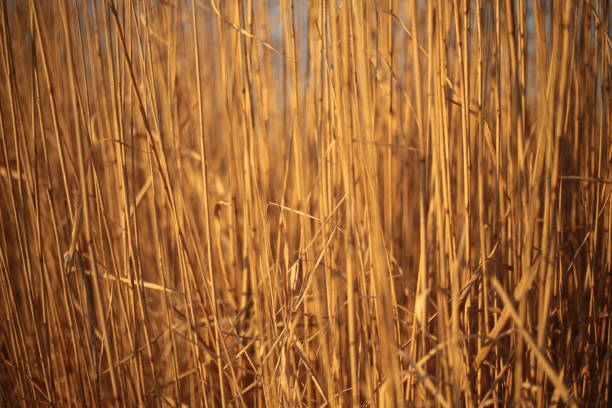 A dense field of golden reeds sways gently in the sunlight, creating a warm and organic atmosphere. The natural textures and earthy tones enhance the feeling of tranquility.