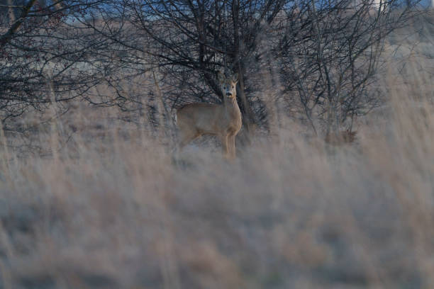 istock A small, lonely deer hiding in the tall grass 2198039374