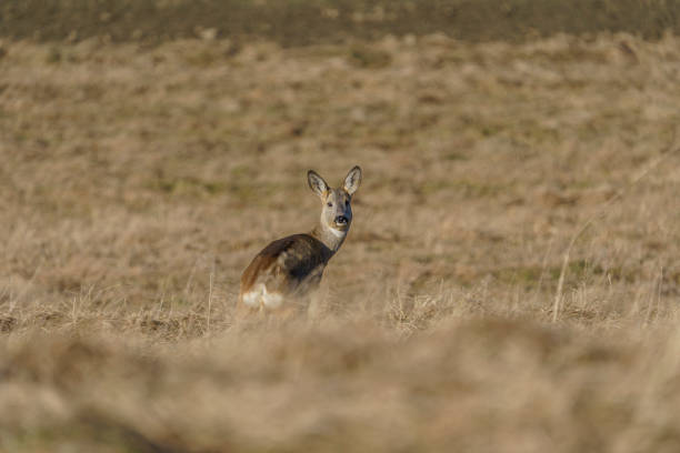 istock A small, lonely deer hiding in the tall grass 2198039558