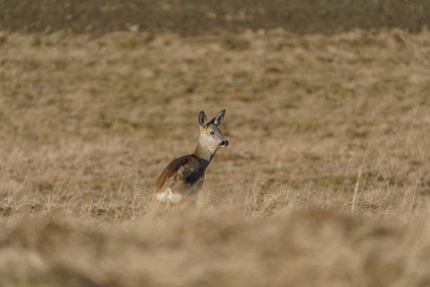 A small, lonely deer hiding in the tall grass looking for food