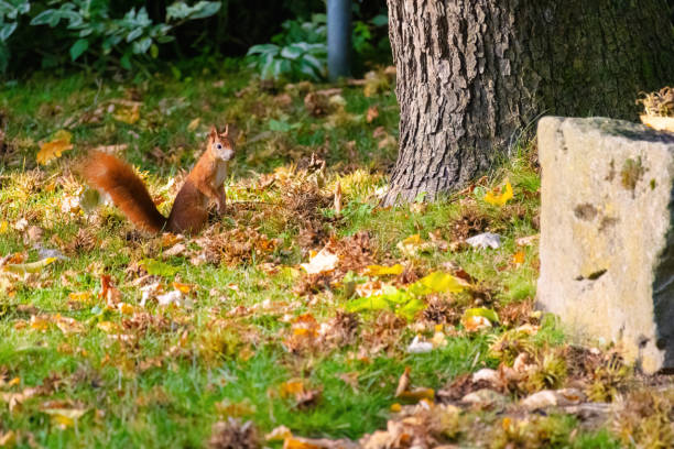 A squirrel is sitting on the ground in a grassy area. The squirrel is brown and has a bushy tail