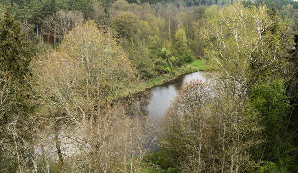 istock Scenic view of river amidst trees in forest 2198040329