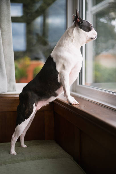 istock Boston Terrier standing on her hind legs on a cushion on a bench  with her paws on the windowsill looking out of the window. 2198042253