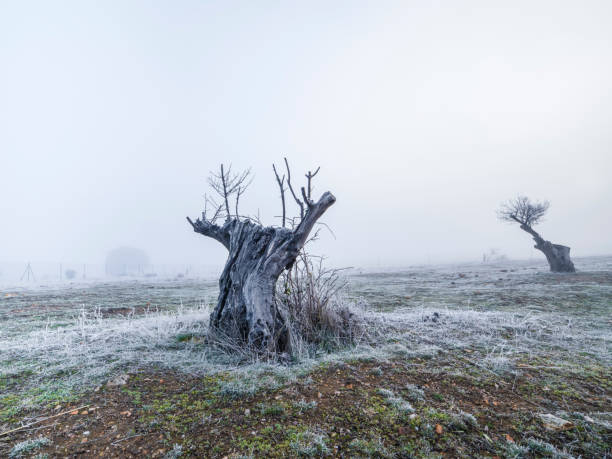 Old tree with bare branches on a cold foggy day in winter