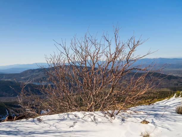 Deciduous trees in winter in a snowy landscape