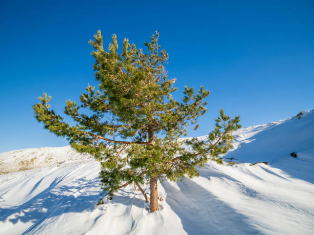 Lonely pine tree in the snow in winter