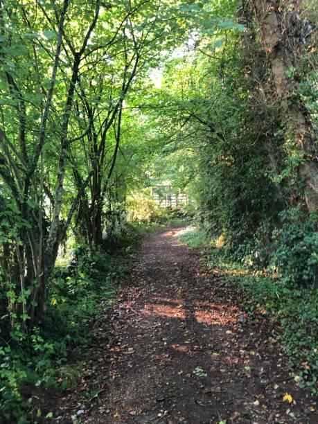 istock A walking path between the trees, in Normandy, in France 2198044175