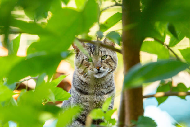 Goiania, Goias, Brazil – February 06, 2025: A tabby cat, sitting on the roof of the house.