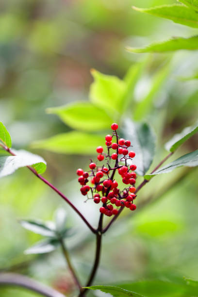 istock red berries on green plant with blurred background.. 2198046525