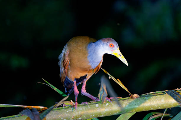 The water rail is a bird of the rail family which breeds in well-vegetated wetlands across Europe, Asia and North Africa. Northern and eastern populations are migratory, but this species is a permanent resident in the warmer parts of its breeding range.