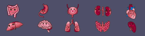 istock Set of human organs icons. Digestive organs, heart, thyroid gland, brain.Vector illustration 2198048547
