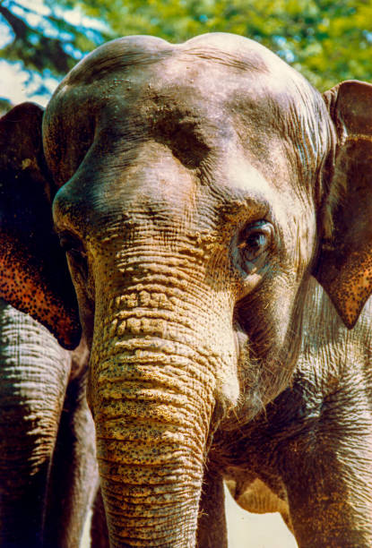 istock elephant portrait with many details 2198049691