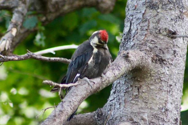 Pileated Woodpecker