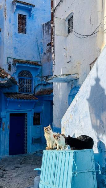 istock Cats basking in Chefchaouen's blue streets 2198054875