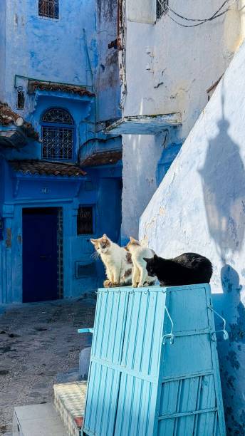istock Cats on a blue door in Chefchaouen, Morocco 2198054884