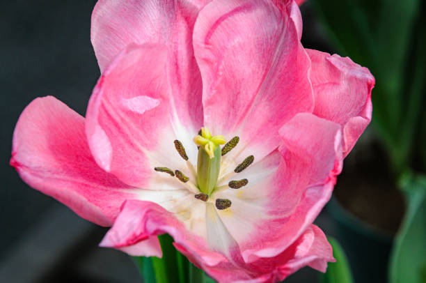 Close up of the interior of a beautiful pink tulip blooming in a Cape Cod greenhouse/